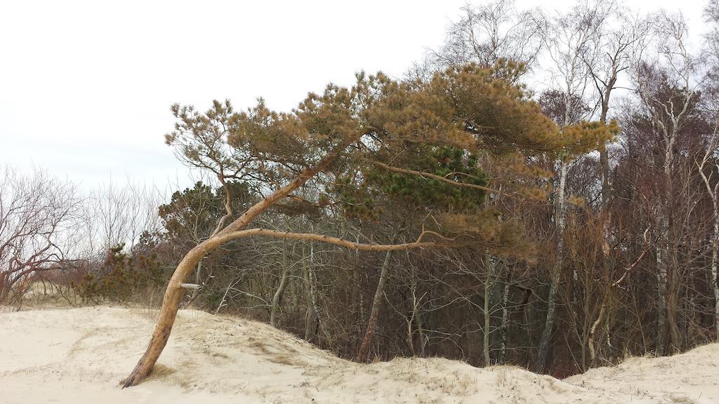 Ramaus Poilsio Apartamentai Palanga Rom bilde